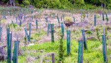 Offsetting schemes often involve conserving, restoring or creating habitats like woodland, which sequester carbon